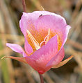 Calochortus plummerae