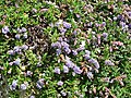 Ceanothus hearstiorum