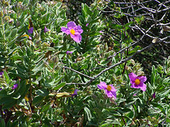 Ciste cotonneux Cistus albidus