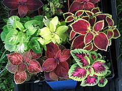 Jeunes plants de coléus issu de Plectranthus scutellarioides