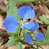 Blue-flowered herb