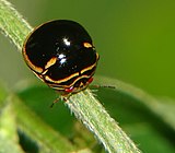 Plataspidae: Coptosoma xanthogramma, black stink bug