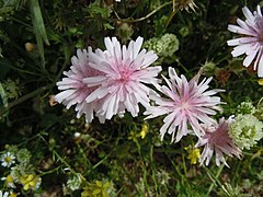 Crepis rubra