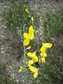 Cytisus scoparius