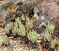 Dudleya hassei