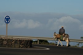 Ratsastaja El Hierrolla