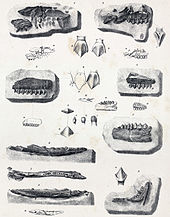 Lithograph showing numerous jaw and teeth fragments
