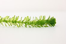 Bright green foliage of aquatic plant