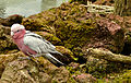 Un individu au parc Pairi Daiza (Belgique).