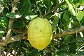 Yemenite citron on tree