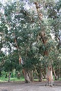 Bois d'eucalyptus - Ota (Corse-du-Sud), marina de Porto.