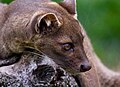 Fossa