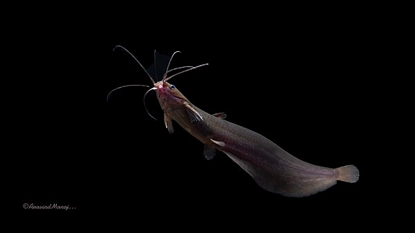 Asian stinging catfish by AravindManoj