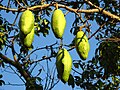 Fruits, São Paulo, Brazil