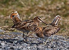 Two common snipe standing next to each other