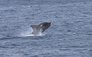 A southern right whale breaching at De Hoop Nature Reserve
