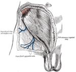 Den subkutana (under huden) inguinal ringen.