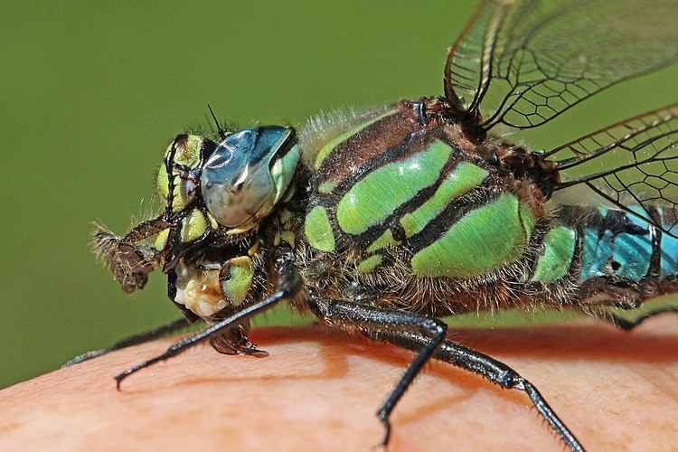 Самец коромысла беловолосого (Brachytron pratense), поедающий пойманную пчелу