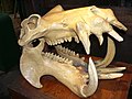 A Hippo's skull