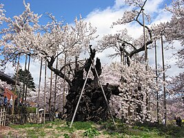 جیندای-زاکورا (به ژاپنی: 神代桜, Jindai Zakura) نام یک تک درخت ساکورا در استان یاماناشی است این درخت بیش از ۲۰۰۰ سال عمر دارد و کهنسالترین درخت نوع ادوهیگان در ژاپن به شمار می‌رود. نام این درخت به عنوان یکی از گنجینه‌های طبیعی ژاپن ثبت شده‌است.