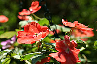 非洲鳳仙花（Impatiens walleriana）