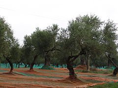 Albero di olivo