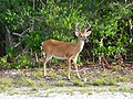 Image 5Key deer in the lower Florida Keys (from Geography of Florida)