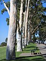 Lemon-scented gums, Kings Park