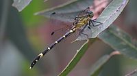 Side view of female