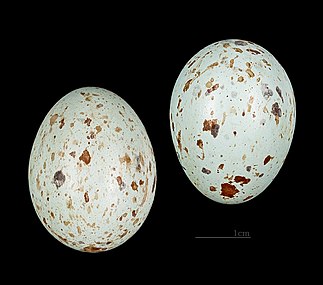 Eggs of L. splendidus – MHNT