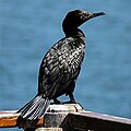 slika 4. Phalacrocorax sulcirostris