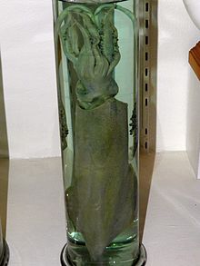 A squid preserved in a jar of liquid