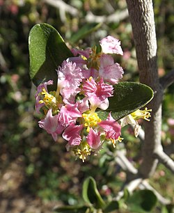 Flores de Malpighia glabra (acerola).