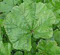 Large leaf