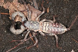 Mastigoproctus giganteus, un uropyge.