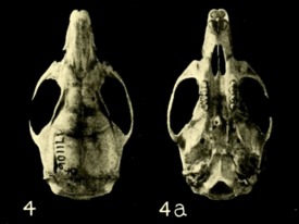 Череп Melanomys caliginosus