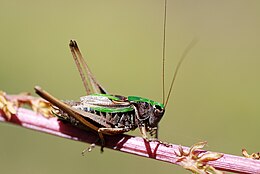 Hím sötétzöld rétiszöcske (Metrioptera brachyptera)