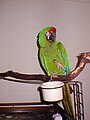 Pet military macaw on a perch