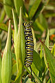 With monarch butterfly larva