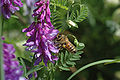 European honey bee on tufted vetch (Vicia cracca) (Quebec, Canada)