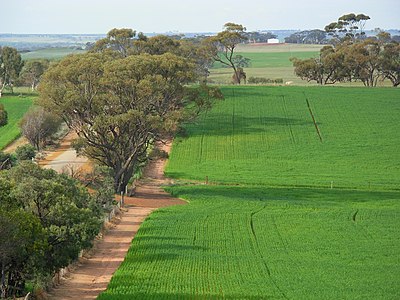 fields east of Northam, Western Australia