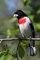 A rose-breasted grosbeak perched on a tree branch