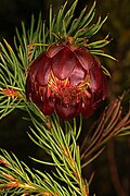 Protea nana cultivated at Betty's Bay, Western Cape, South Africa