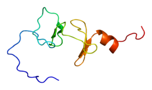 Protein FHL1