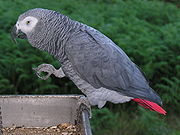 A grey parrot with black beak, white face and a short red tail