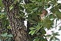 Pterocarpus santalinus (red sandalwood) in Talakona forests of Sri Venkateswara National Park