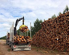 Récolte de bois de pins pour l'usine à papier de Facture.