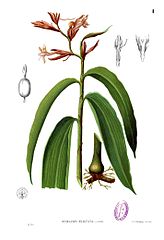 Renealmia alpinia[англ.]