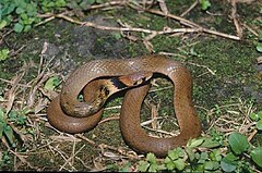 Description de l'image Rhabdophis_swinhonis_1997.jpg.