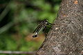 Robber fly resting.